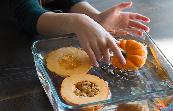 Pumpkins in tray for pumpkin STEM science activity