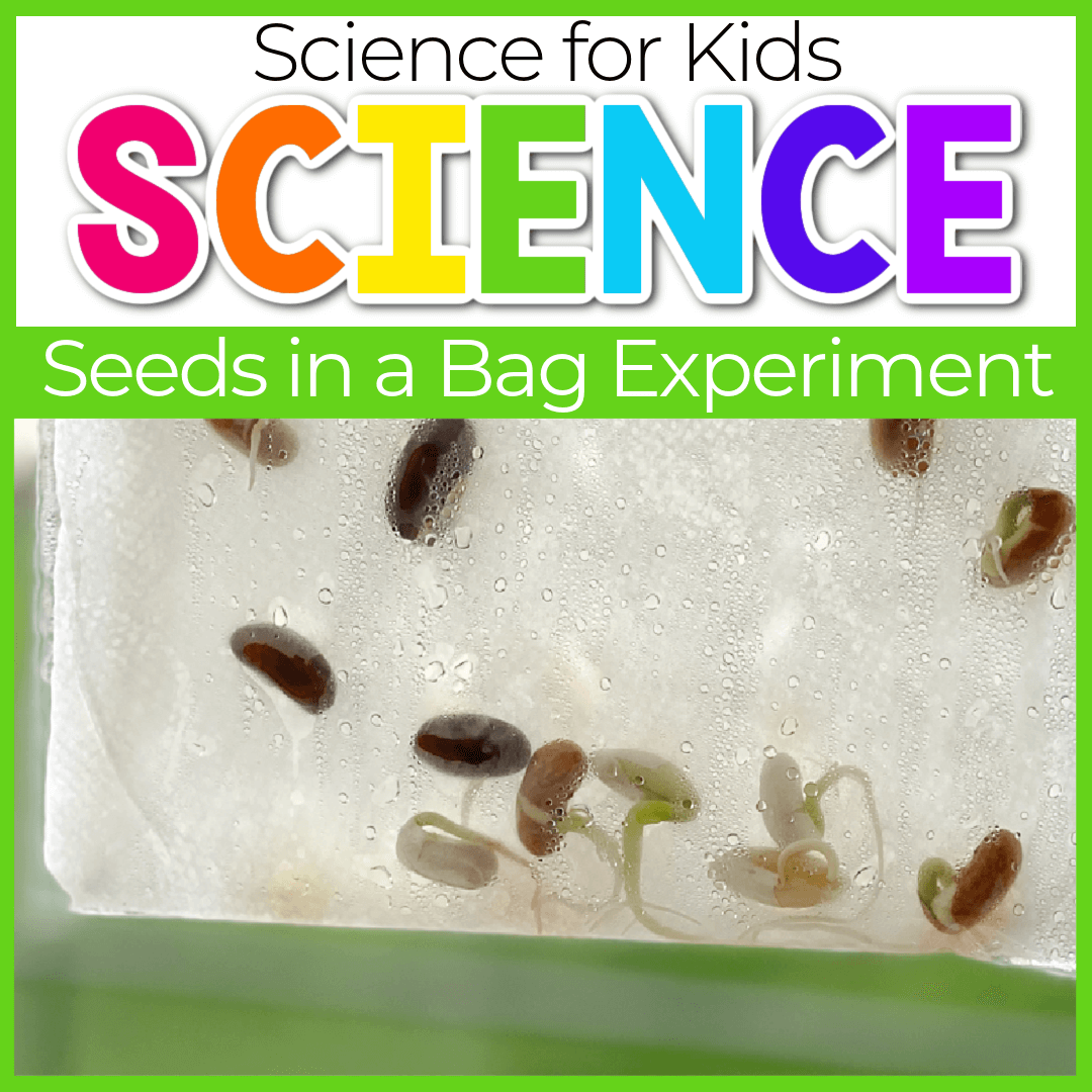 STEM Investigation: Plant in a Bag