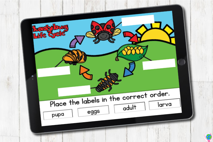 Life cycle of a ladybug science prek activity with Google Classroom