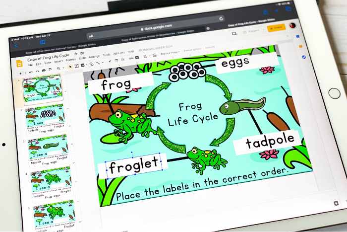 Frog life cycle prek science digital activity