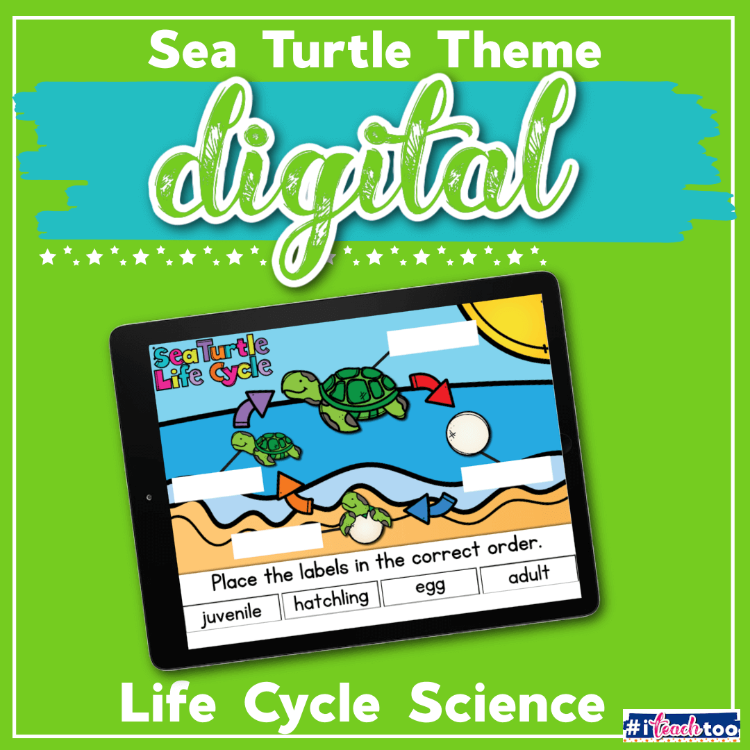 Sea Turtle Life Cycle