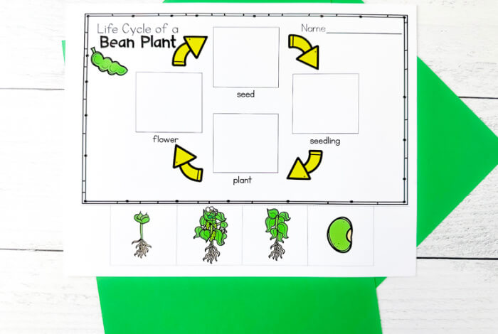 Cut and paste life cycle of bean plant