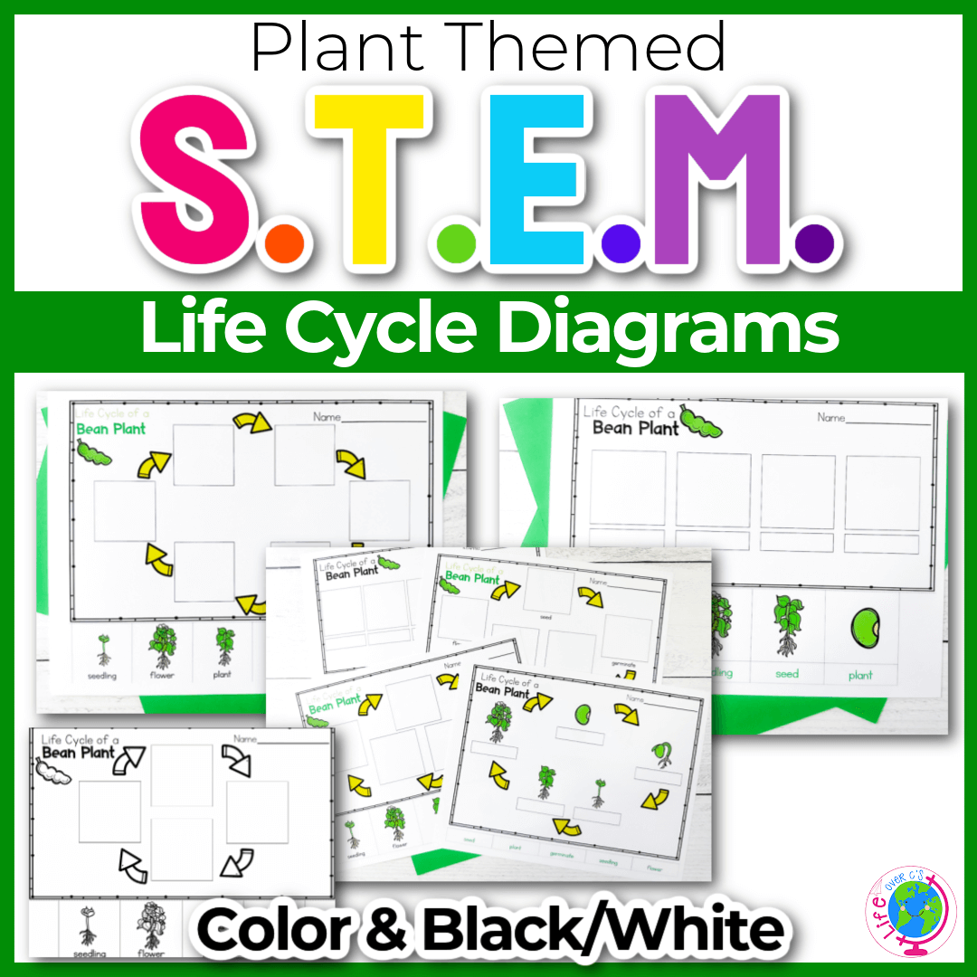 Life Cycle Diagrams: Bean Plant