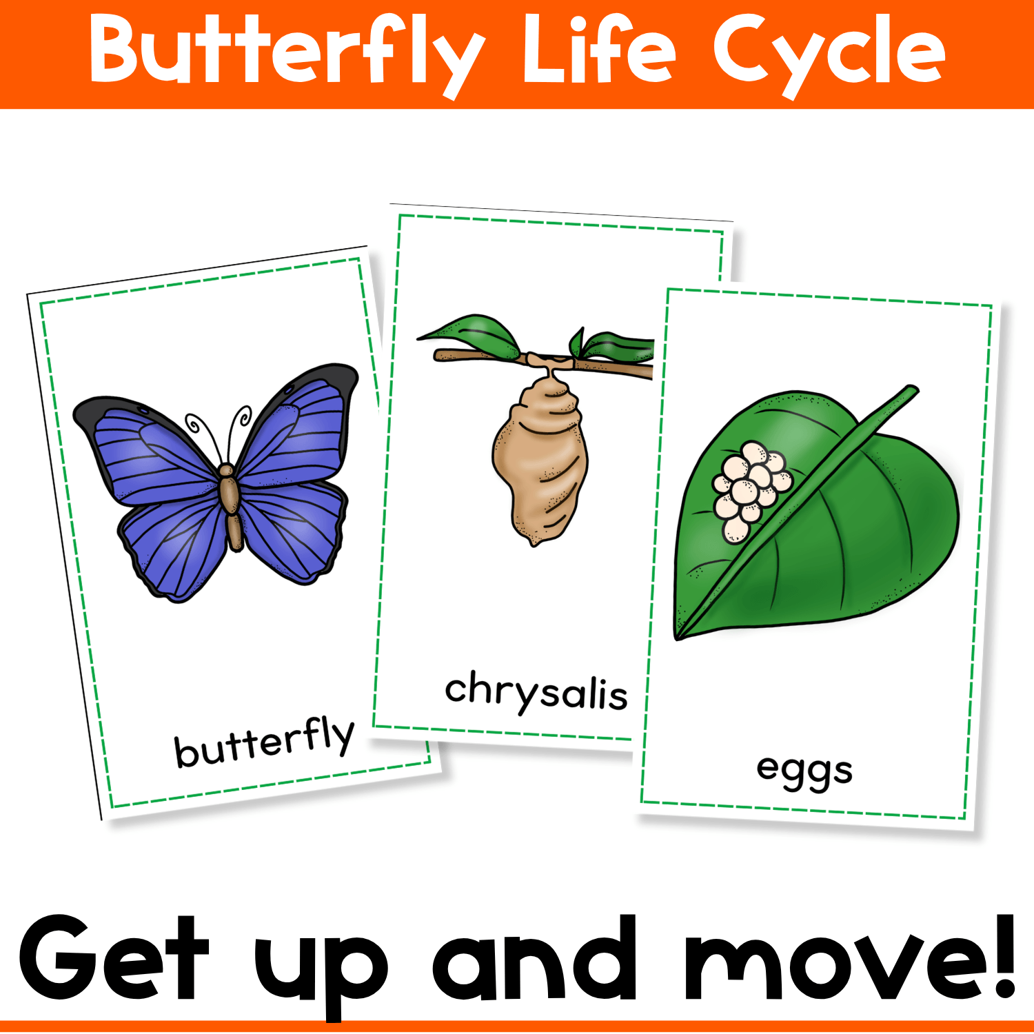 Butterfly life cycle printable cards for preschool and kindergarten showing butterfly, chrysalis, and eggs vocabulary with a get-up-and-move science activity that supports insect life cycle lessons, vocabulary building, and active learning